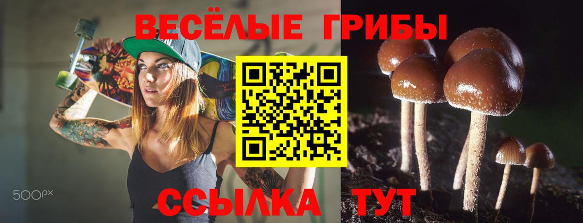Галлюциногенные грибы Psilocybe Рубцовск